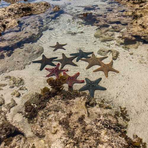 Ради таких местечек шли до рифов около сорока минут вброд… офис звёзд во время отлива… zanzibar africa ocean #песок #звезды #океан #отлив #африка ⭐️
