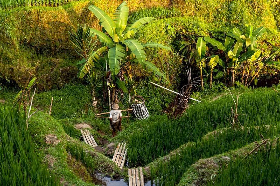 Земледелие на Бали rice #рис #бали