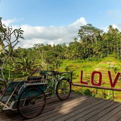 Все те же террасы, велосипед и Лубовъ! rice bali nature love bali