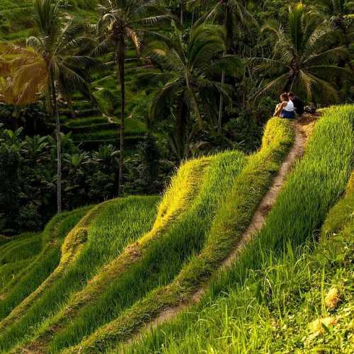 Кусок романтики с рисовых террас Tegulalang bali bali