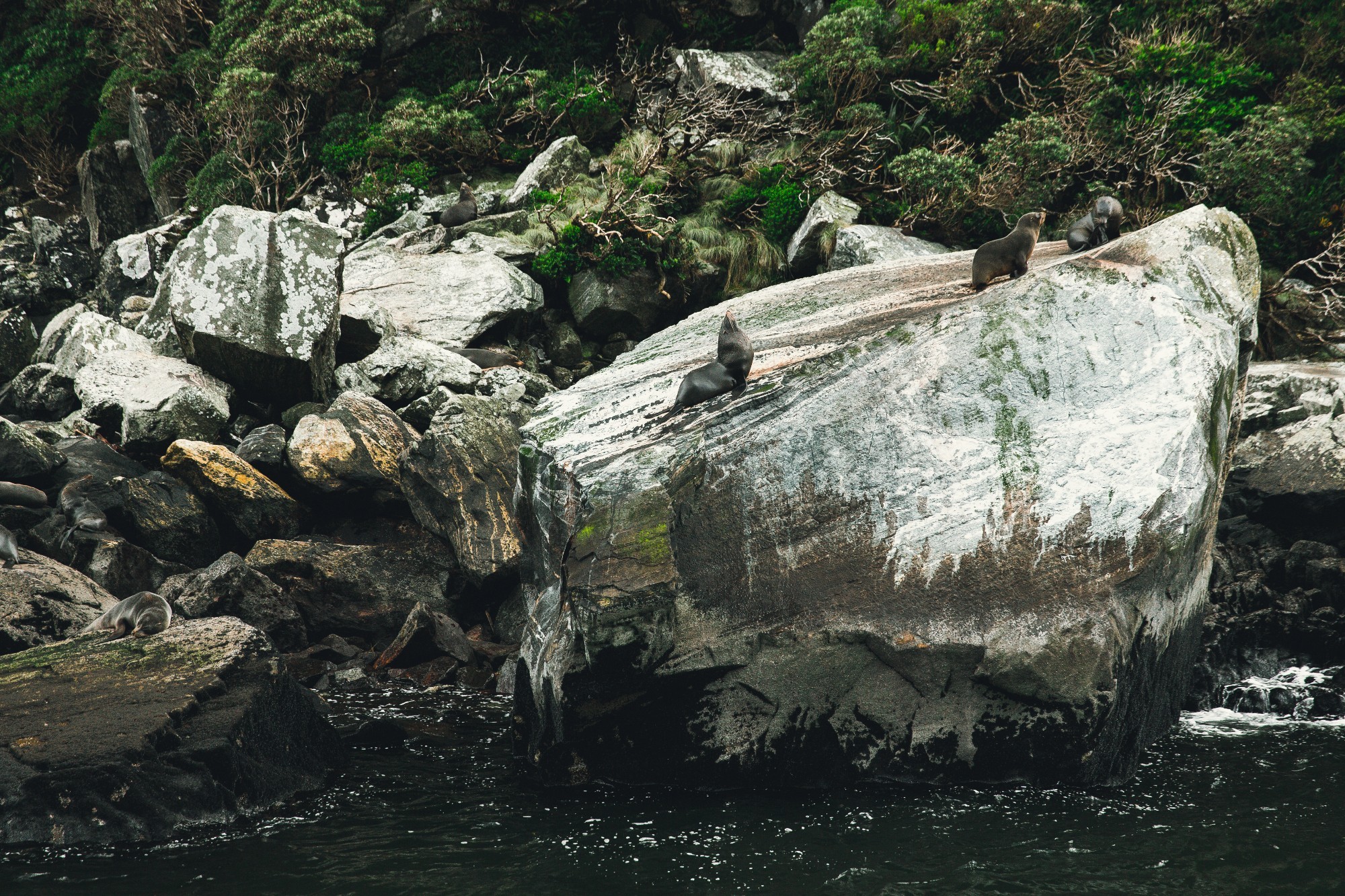 Milford Sound, New Zealand