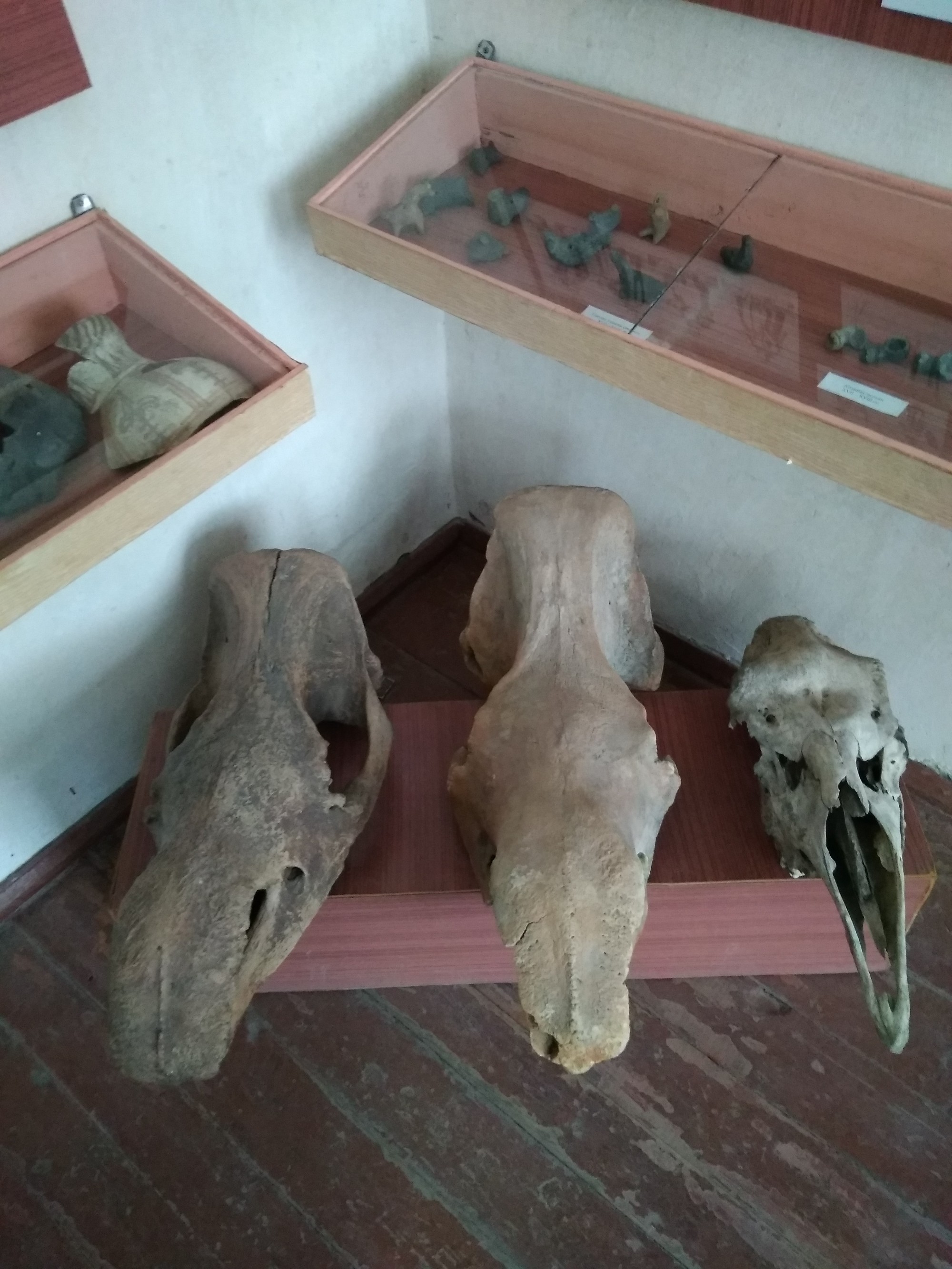 Черепа носорогов и верблюдов (музейная экспозиция)