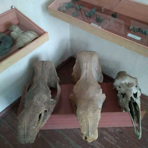 Черепа носорогов и верблюдов (музейная экспозиция)