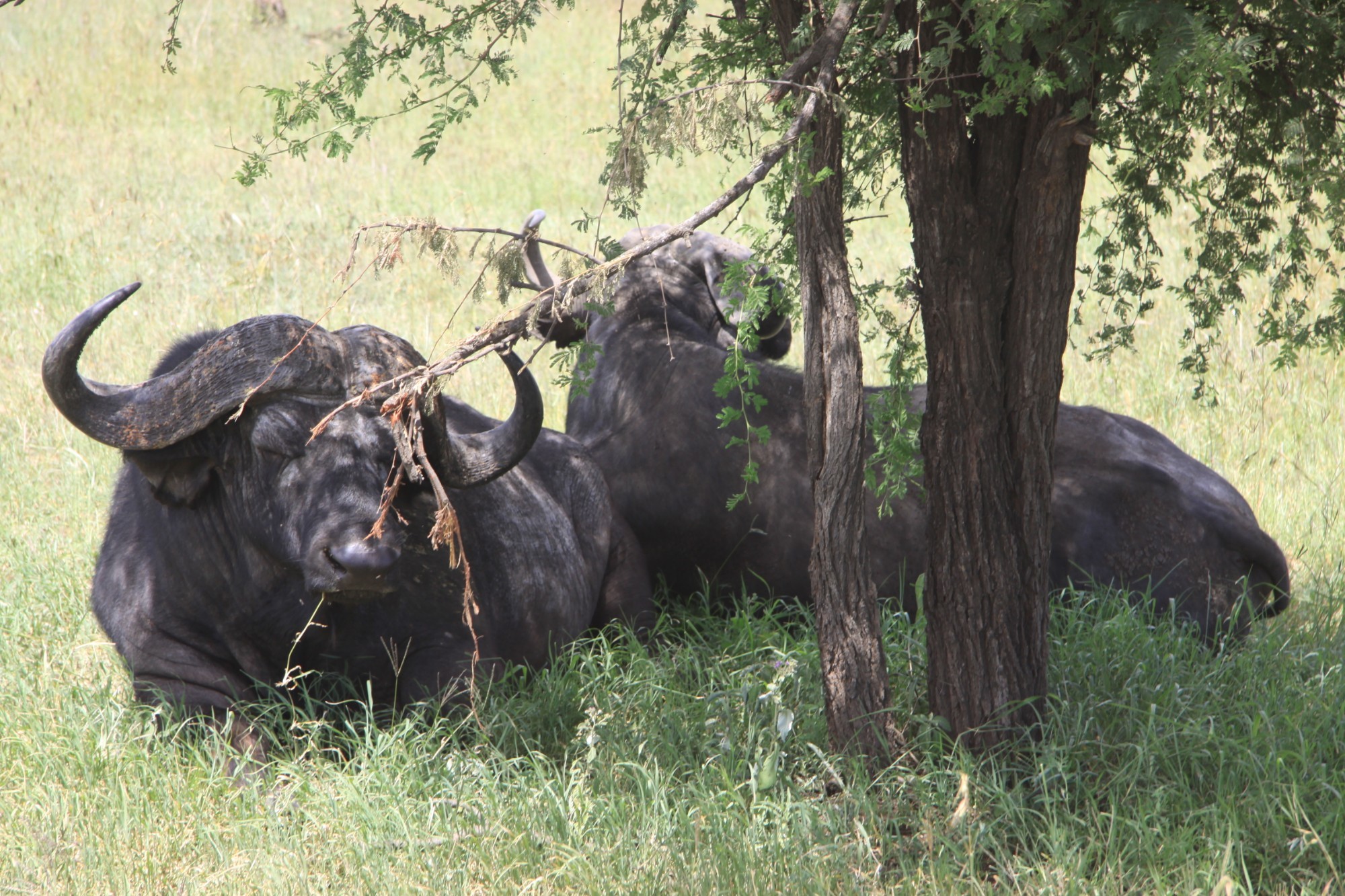 Tanzania