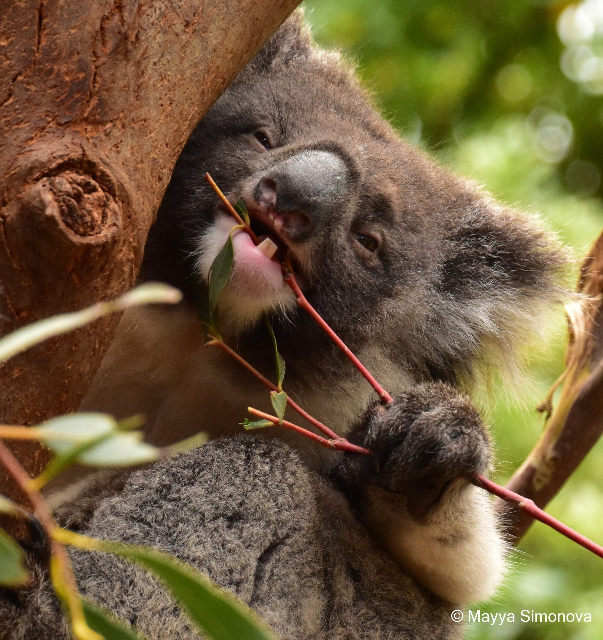 Коала остров. Животные Океании. Животный мир Австралии и Океании. Остров коала.
