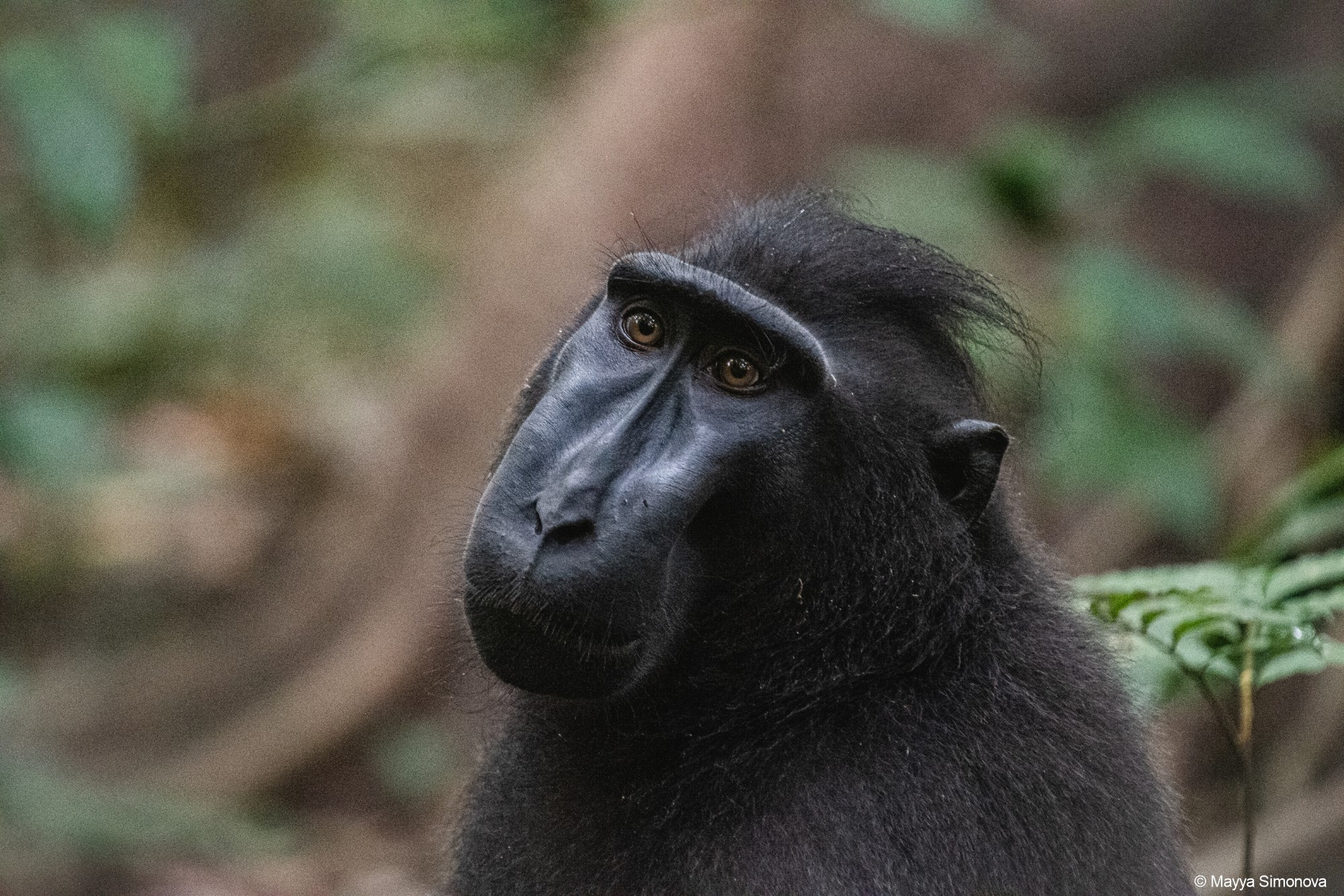 The Celebes macaque, Sulawesi