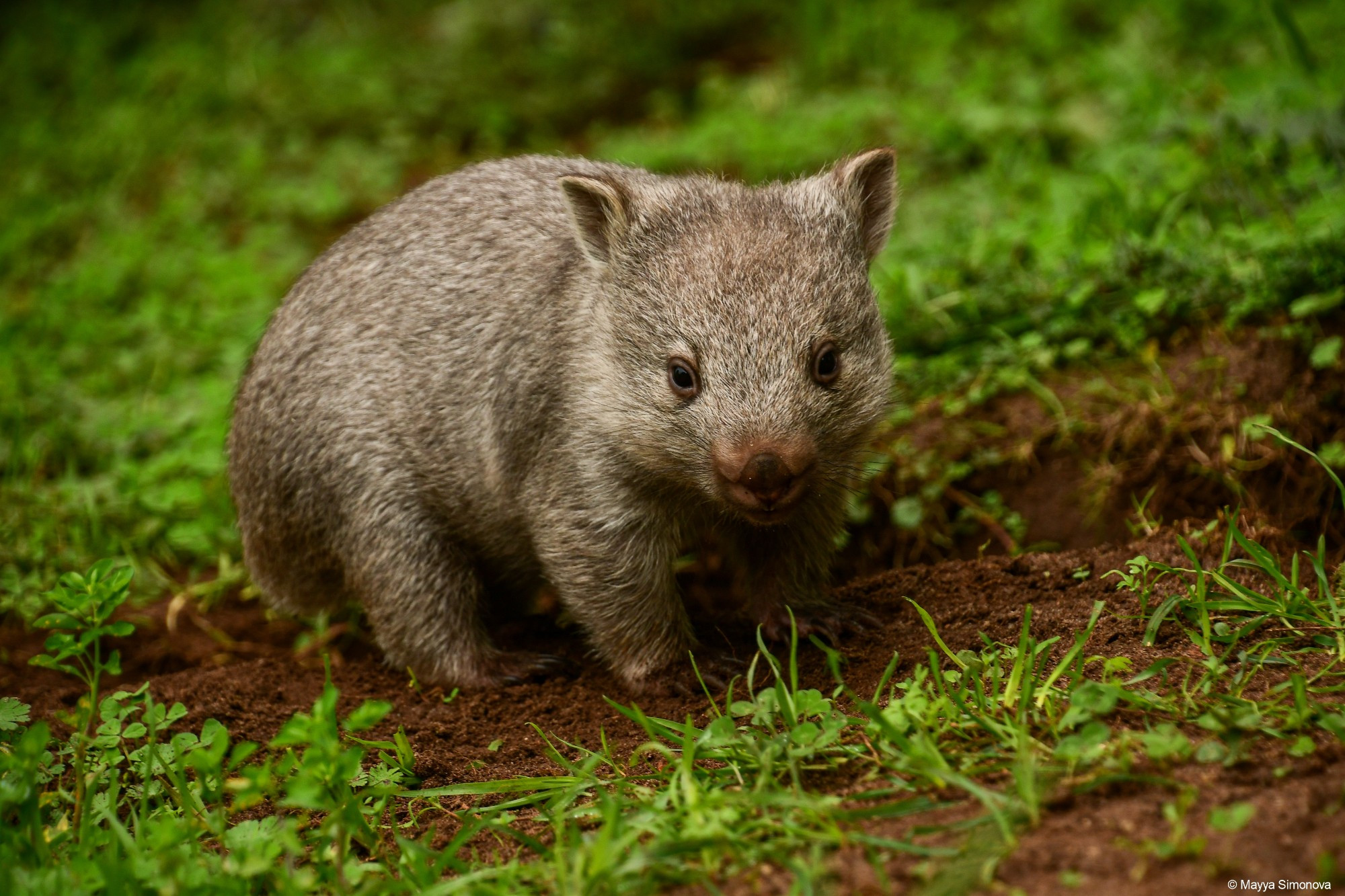Baby wombat, Flinders Island, Tasmania