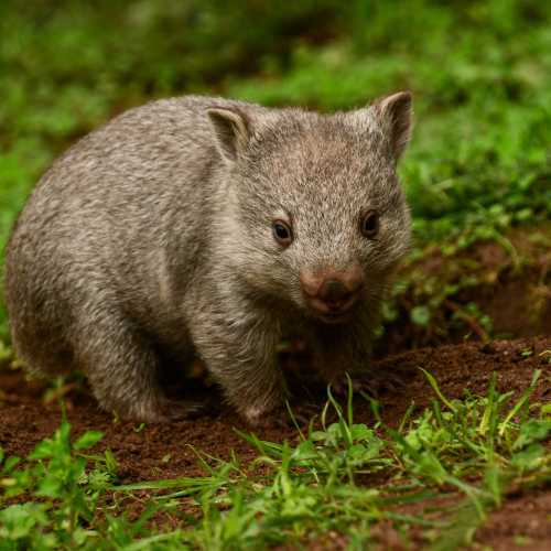 Baby wombat, Flinders Island, Tasmania