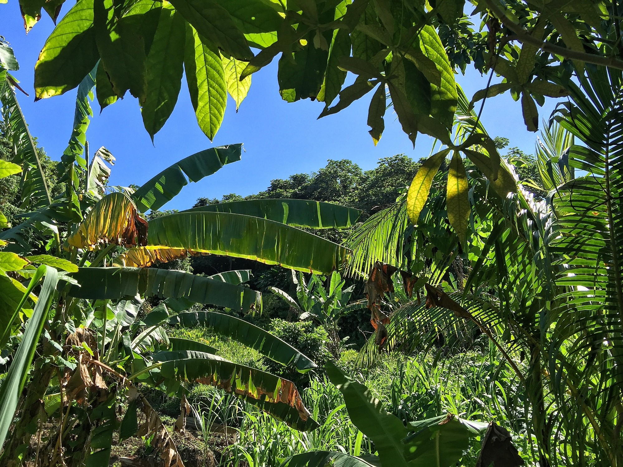 Grenada