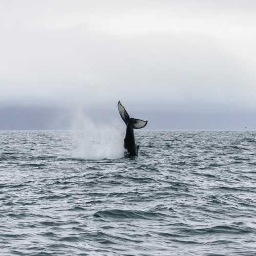 Humpback Whale 