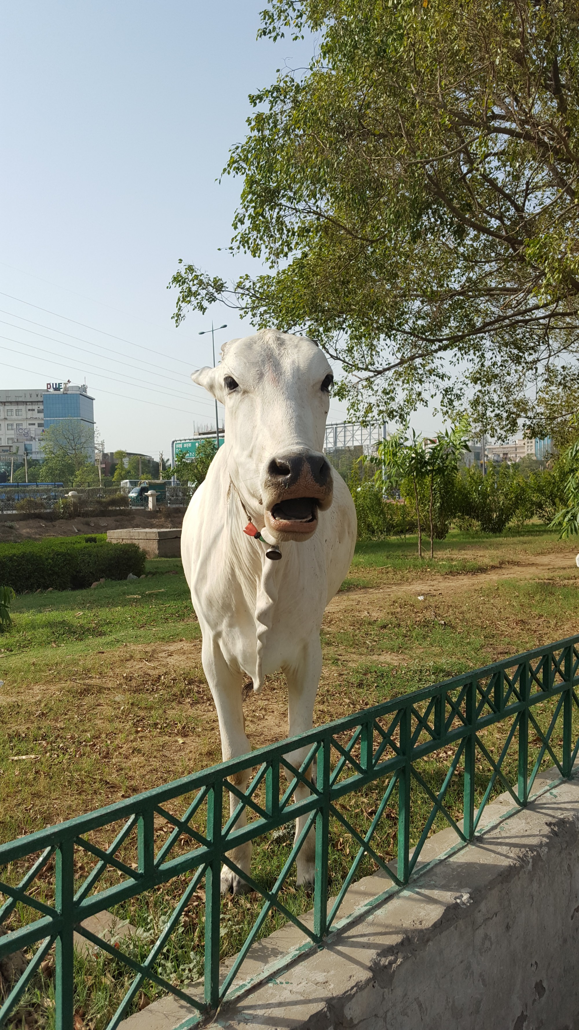Священные животные в Гургаоне
