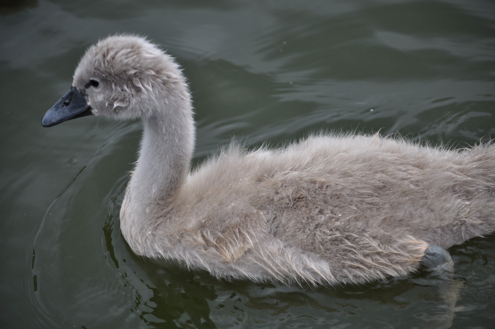 Малыш-лебедь на озере