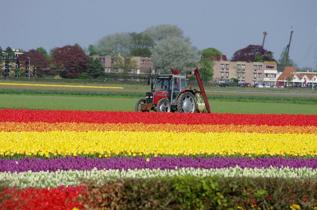 Голландия — это тюльпаны! Обязательно посетите парк Кёкенхоф!