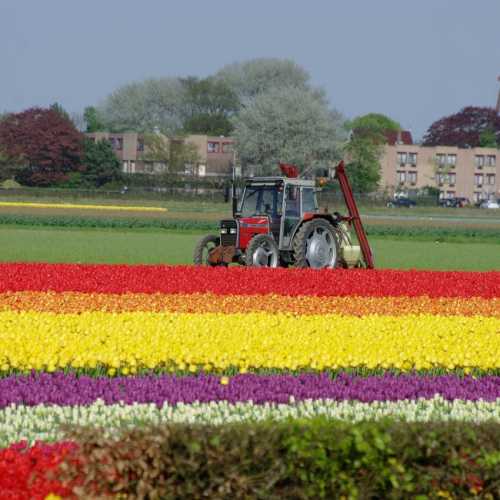 Голландия — это тюльпаны! Обязательно посетите парк Кёкенхоф!