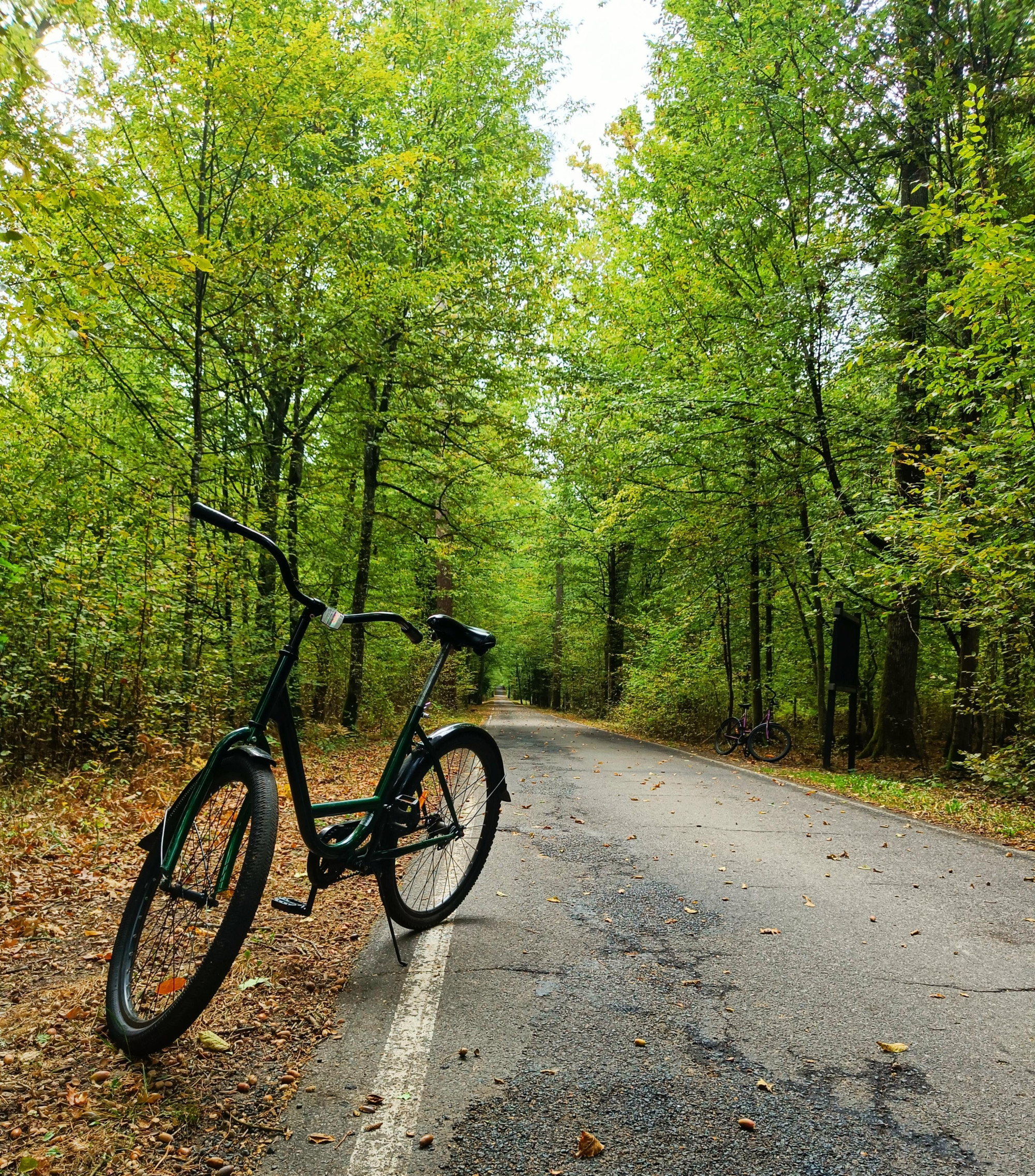 Białowieża Forest, Belarus