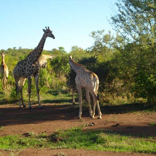 Matetsi Safari Area, Zimbabwe