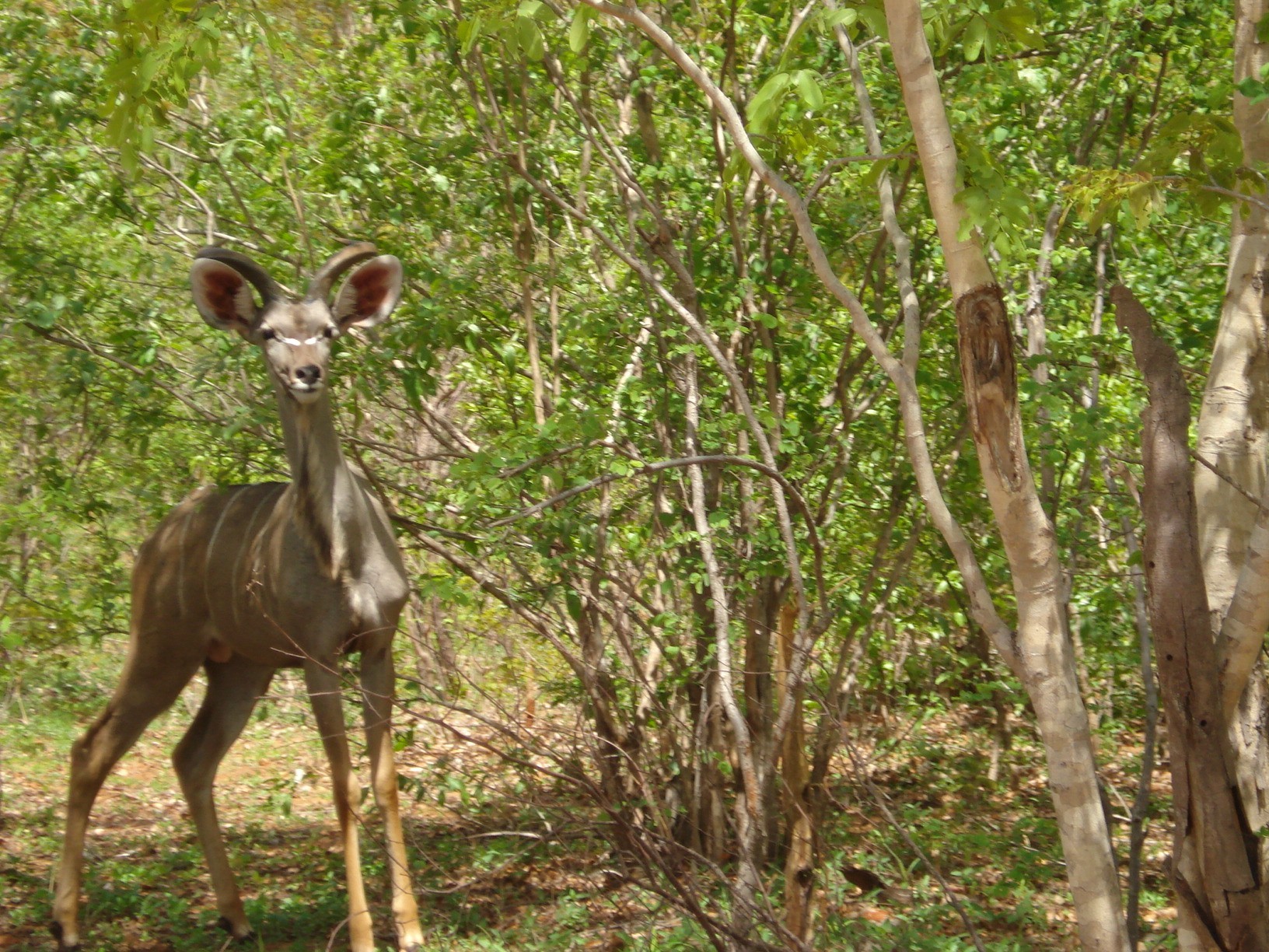 Matetsi Safari Area, Zimbabwe