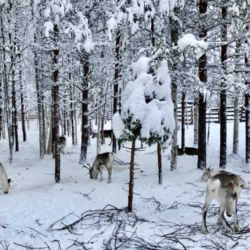 SieriPoro Safaris reindeer farm, Финляндия