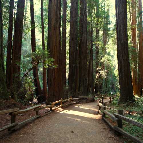Muir Woods National Monument, United States