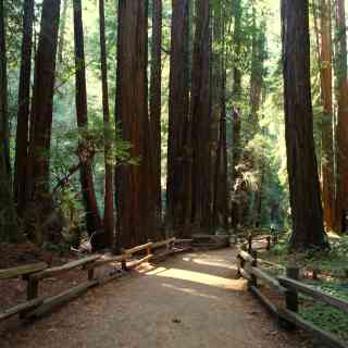 Muir Woods National Monument photo