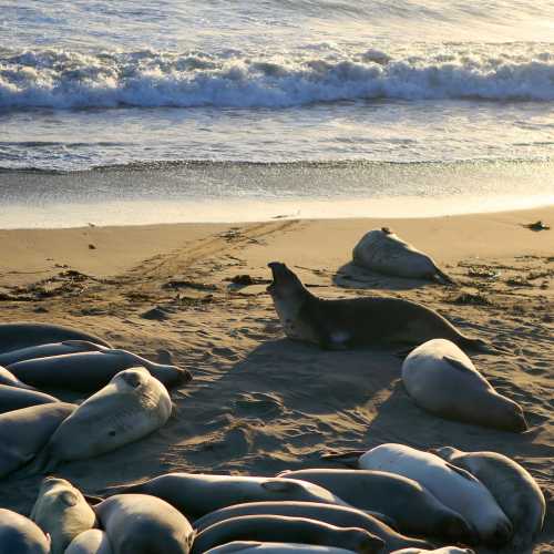 Elephant Seal Vista Point, США