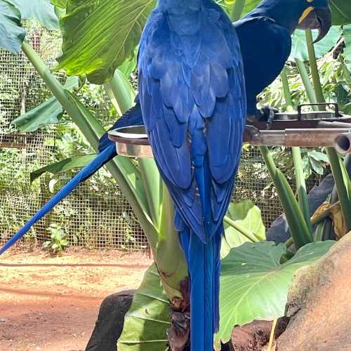 Парк птиц, Brazil