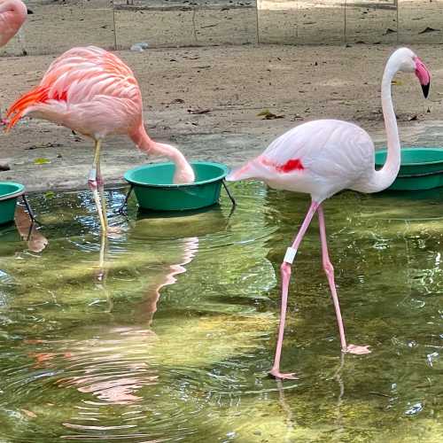 Парк птиц, Бразилия