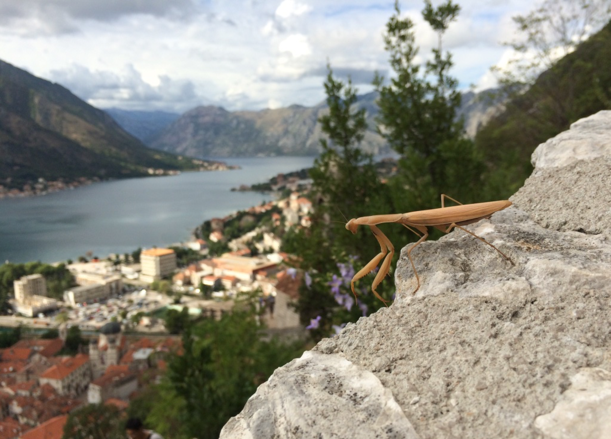 Mantis) on the city walls of Kotor