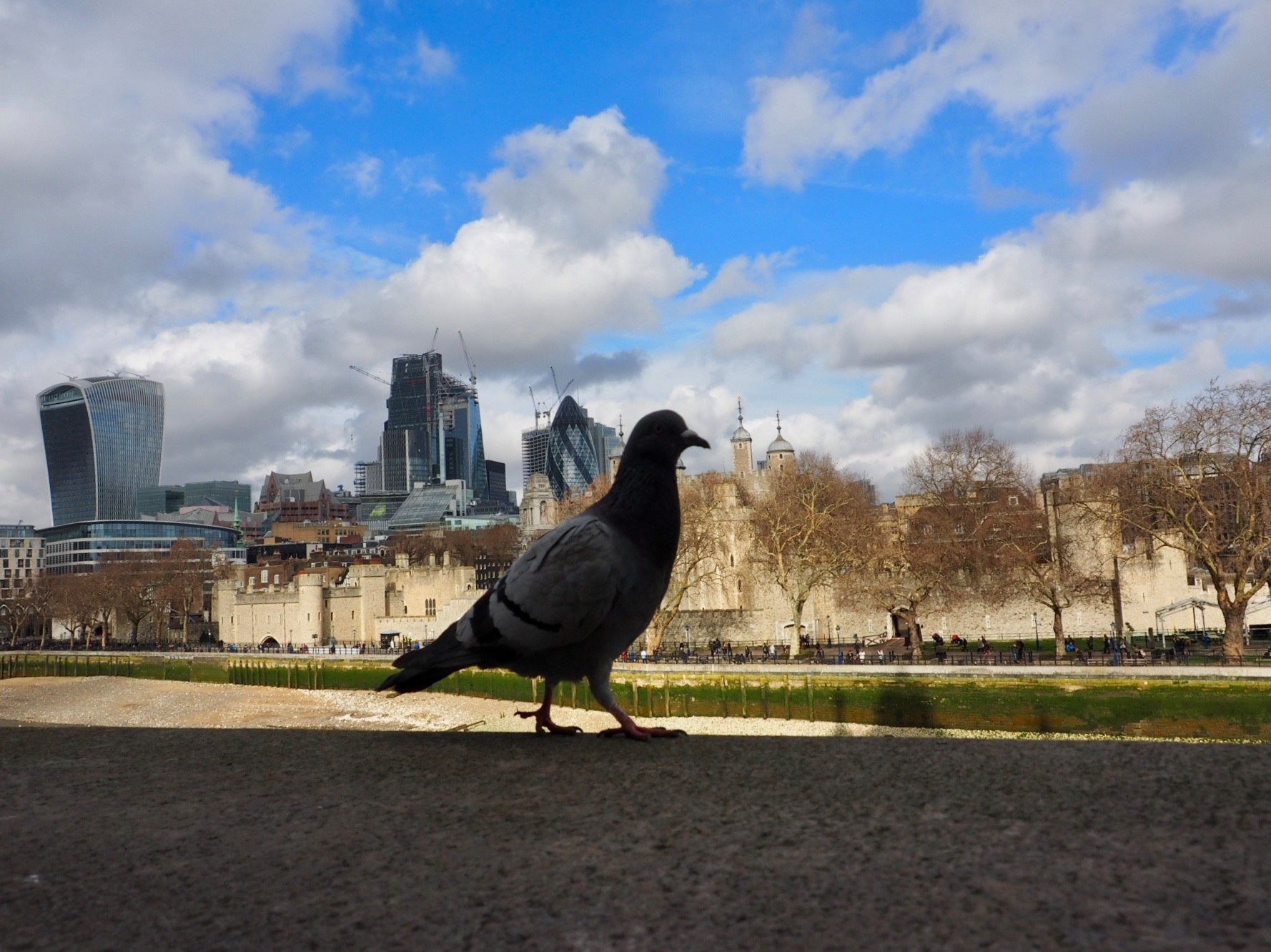 The Tower of London, the City of London, the Bird of London