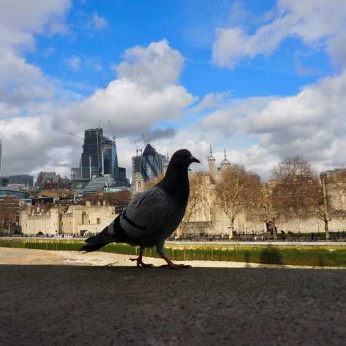 The Tower of London, the City of London, the Bird of London
