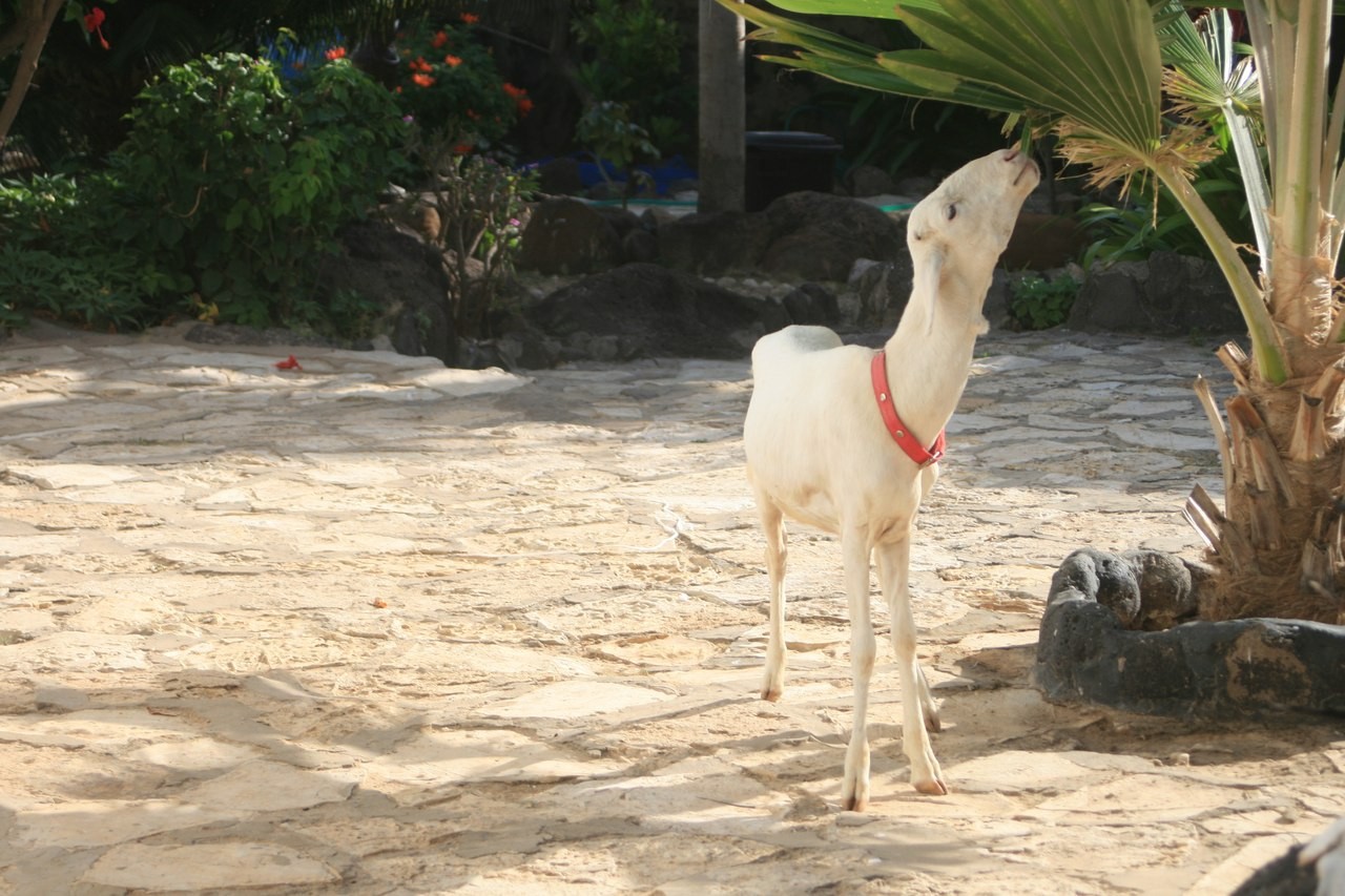 Senegal