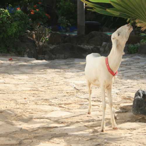 Senegal