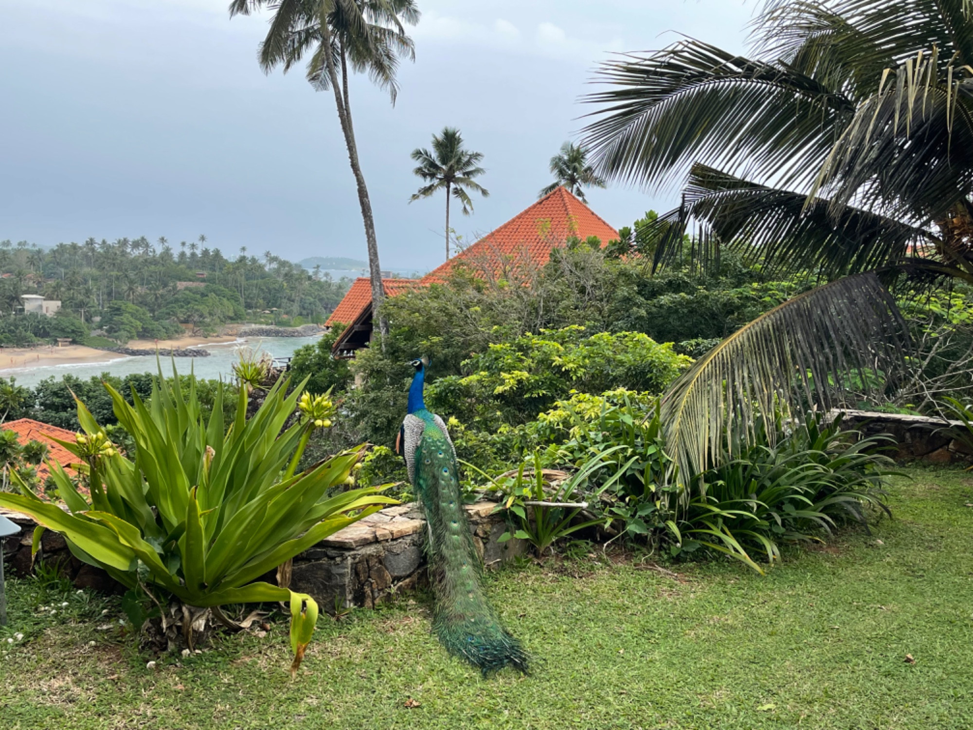 Cape Weligama resort, Sri Lanka