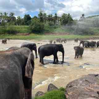 Pinnawala Elephant Orphanage photo