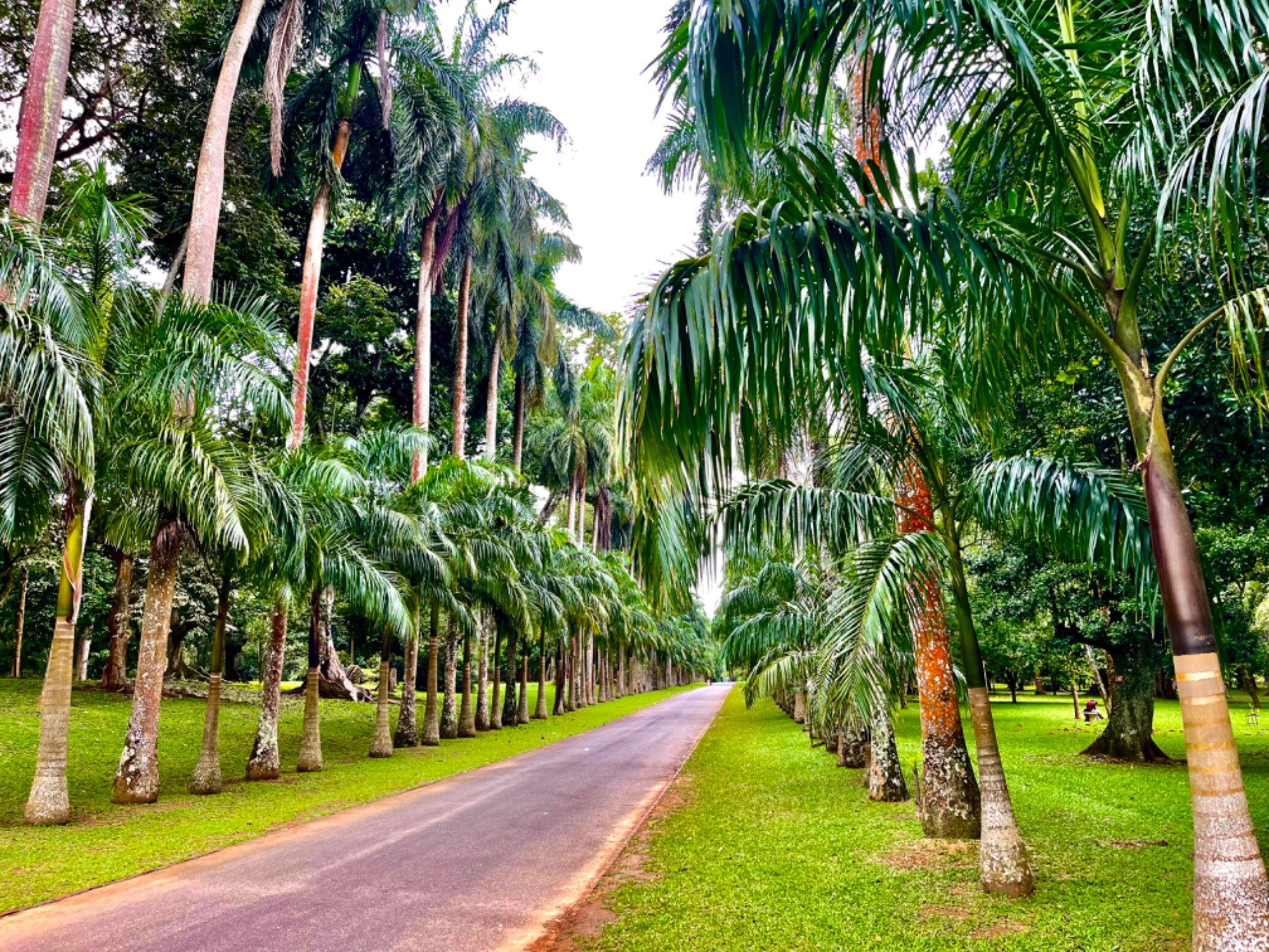 Королевский ботанический сад, Шри-Ланка