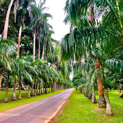 Королевский ботанический сад, Шри-Ланка