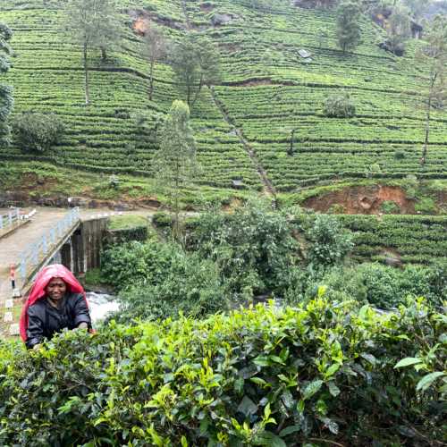 Damro Tea чайные плантации, Шри-Ланка