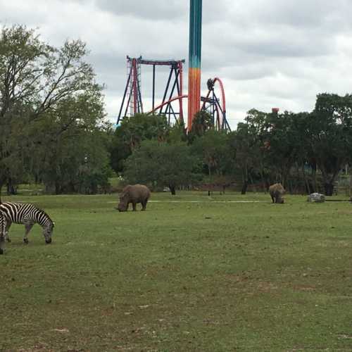 Tampa safari park, США