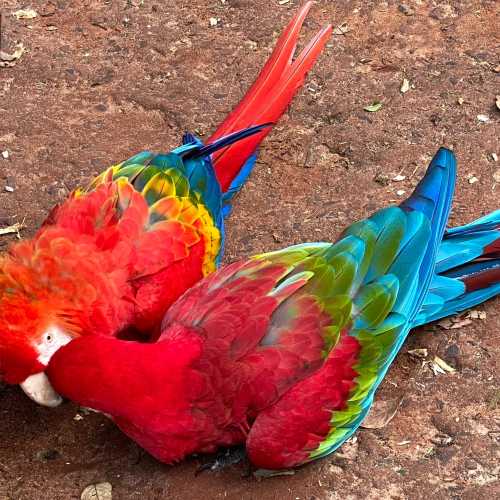 Парк птиц, Бразилия