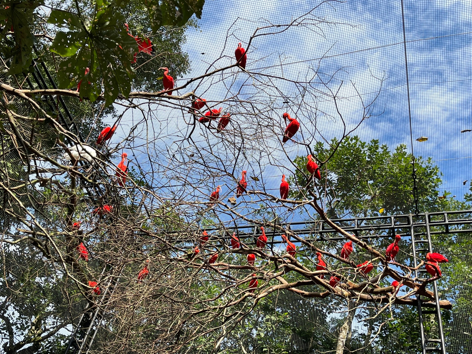 Парк птиц, Brazil