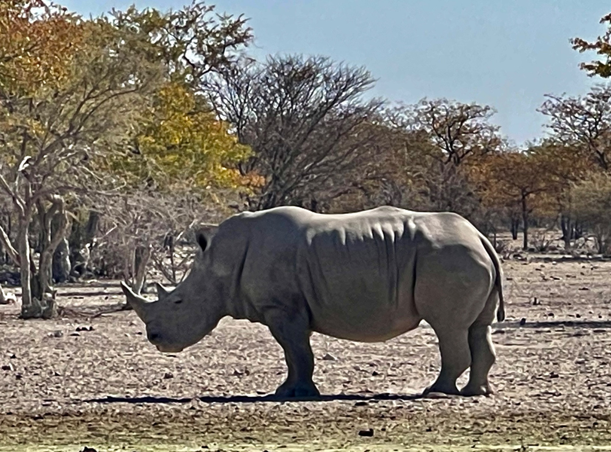 Etosha National park, Namibia