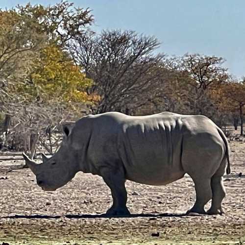 Etosha National park, Namibia