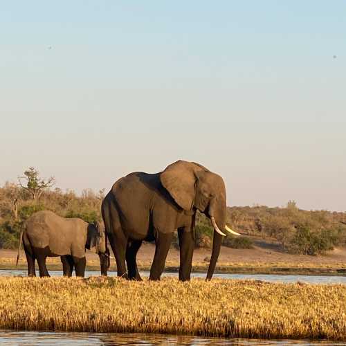 Долина  реки Чобе, Botswana