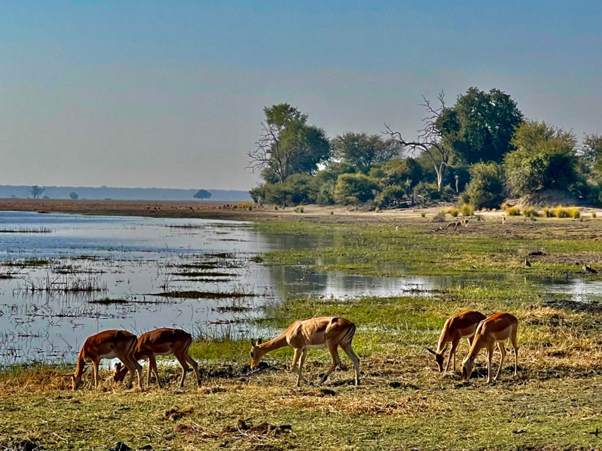 Национальный парк в дельте Окаванго, Namibia