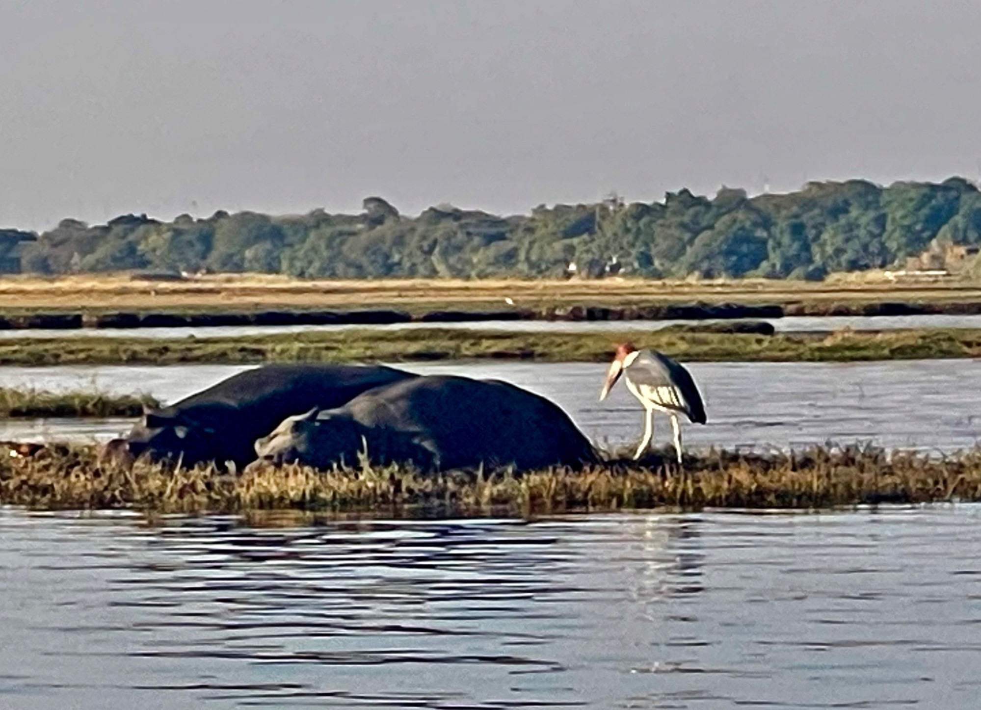 Долина  реки Чобе, Botswana