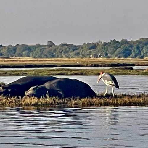 Долина  реки Чобе, Botswana