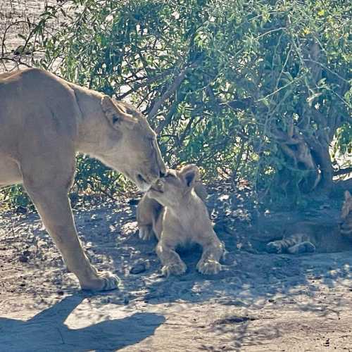 Chobe National park, Botswana