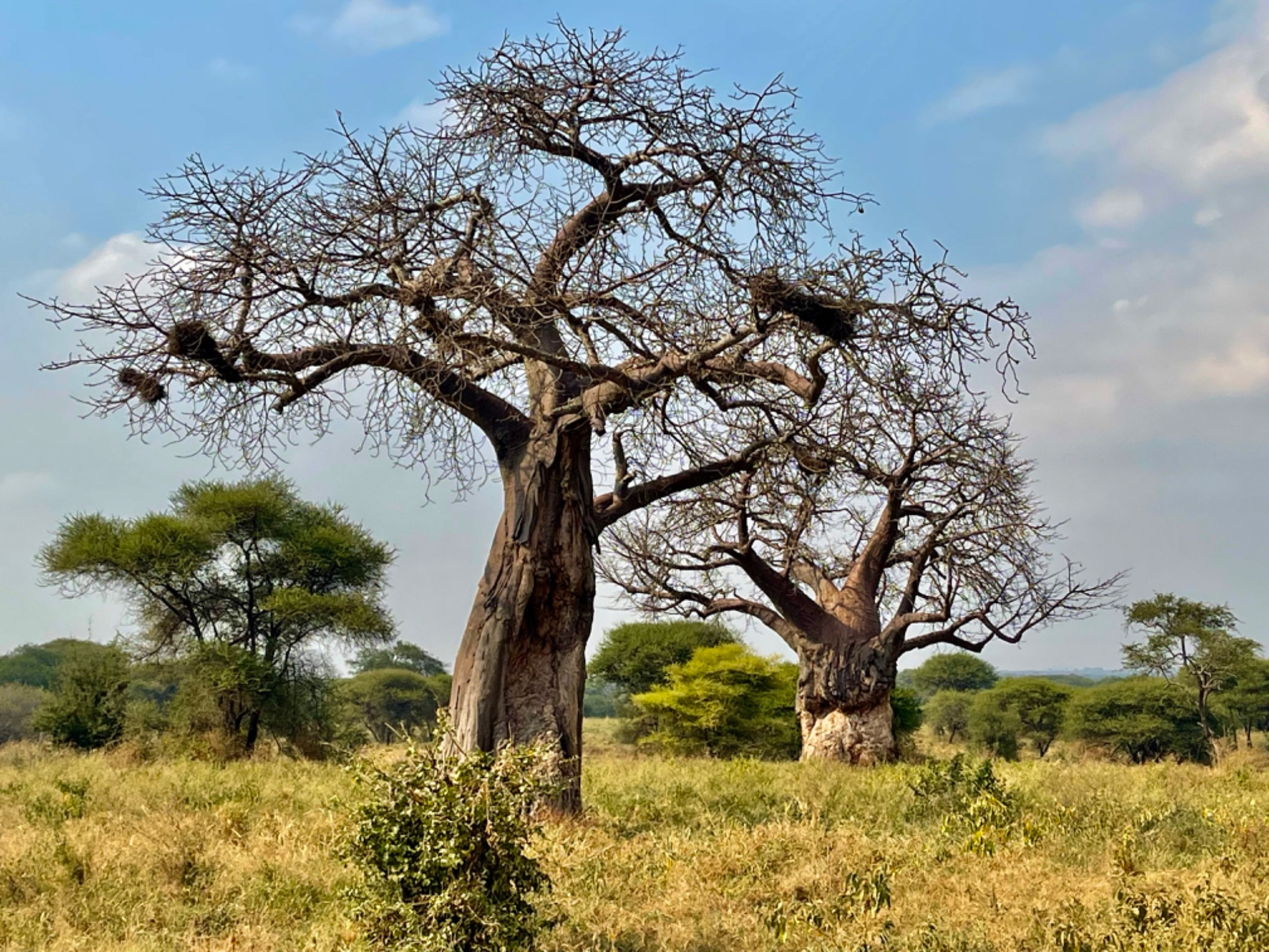 Тарангире, Tanzania