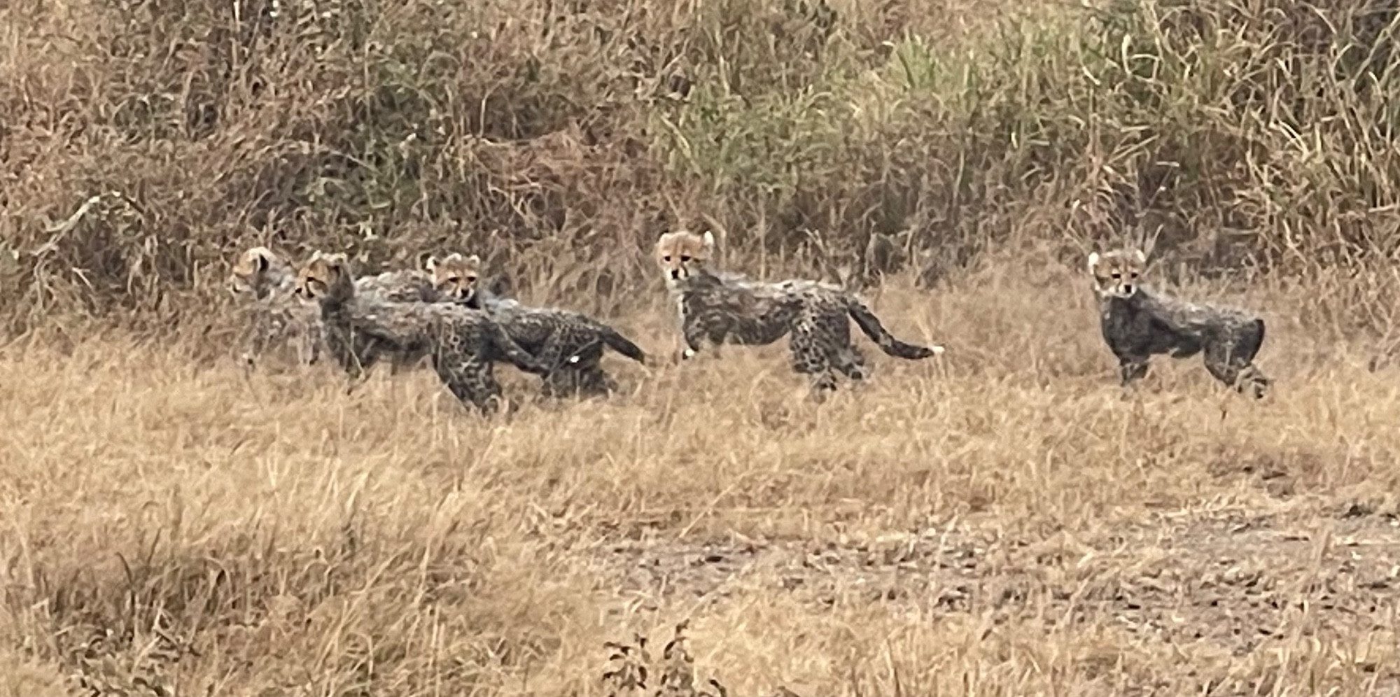 Amboseli national  park, Kenya