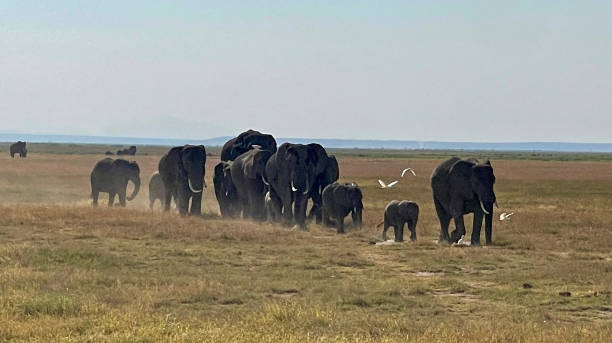 Amboseli national  park, Kenya